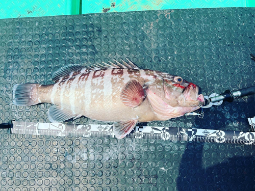 マハタの釣果