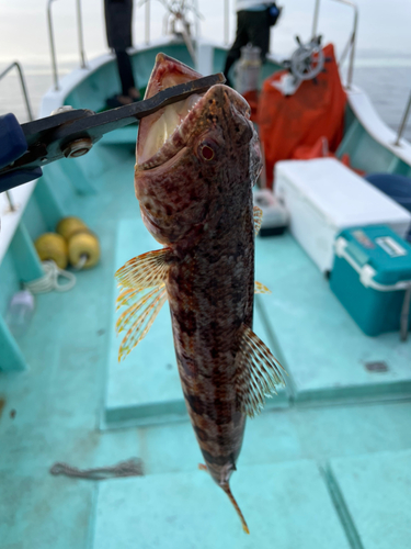 エソの釣果