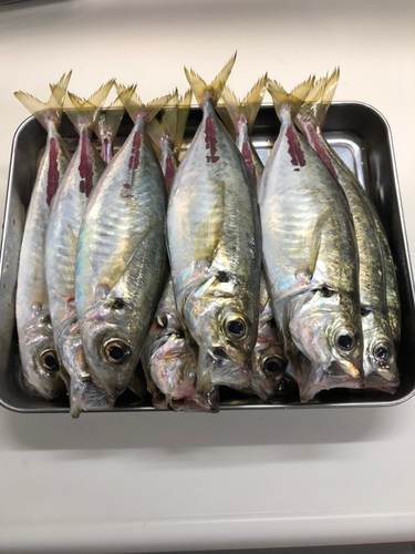 アジの釣果