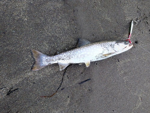 アメマスの釣果