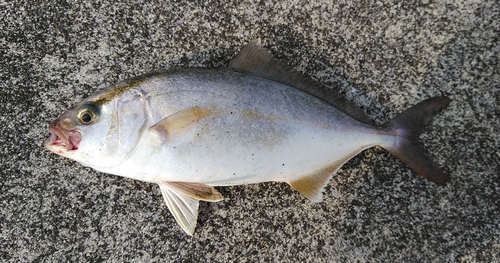 ネイリの釣果