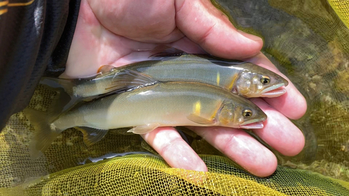 アユの釣果