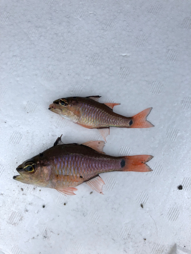 ネンブツダイの釣果