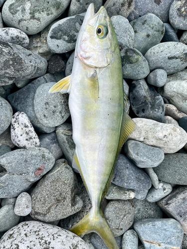 ワカシの釣果