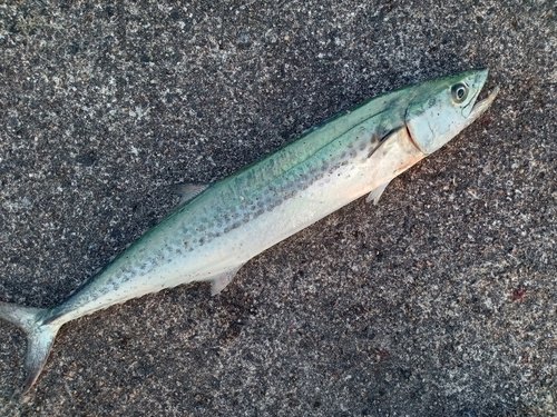 サゴシの釣果