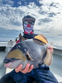 ゴマモンガラの釣果