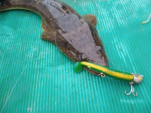 マゴチの釣果