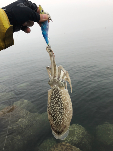 シリヤケイカの釣果