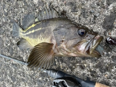シマゾイの釣果