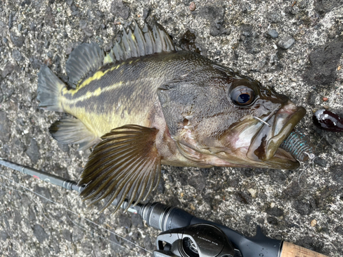 シマゾイの釣果