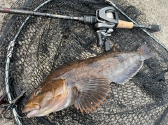 アブラコの釣果