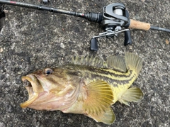 シマゾイの釣果