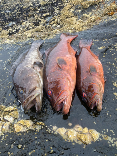 スジアラの釣果