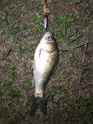 ヘラブナの釣果