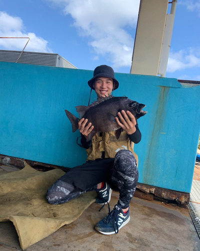 イシダイの釣果