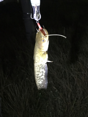 マナマズの釣果