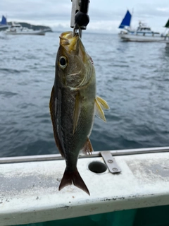 イサキの釣果