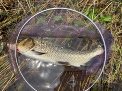 ニゴイの釣果