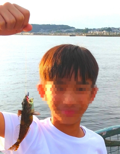 Takker death さんの 2022年06月18日のハオコゼの釣り・釣果情報(千葉県 - 東京湾（富津〜金谷）) - アングラーズ