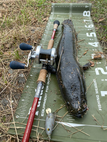 ライギョの釣果