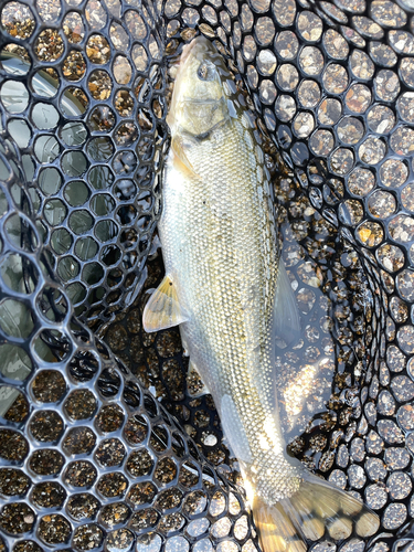 ウグイの釣果