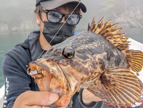 ベッコウゾイの釣果