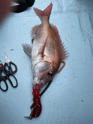 マダイの釣果