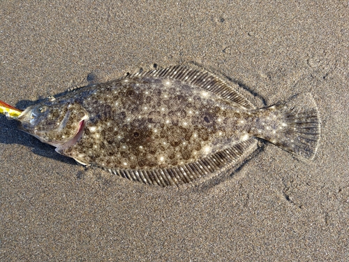 ヒラメの釣果