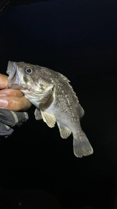 クロソイの釣果