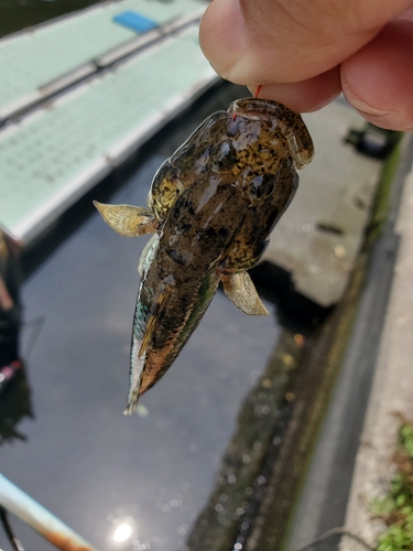 ハゼの釣果