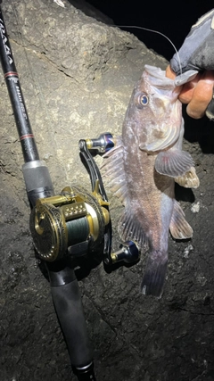 クロソイの釣果