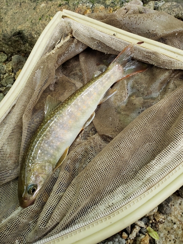 イワナの釣果