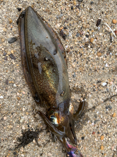 イカの釣果