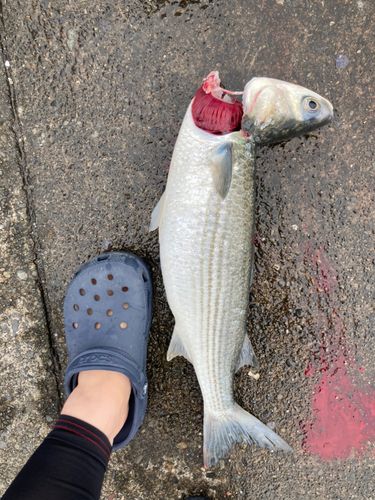 ボラの釣果