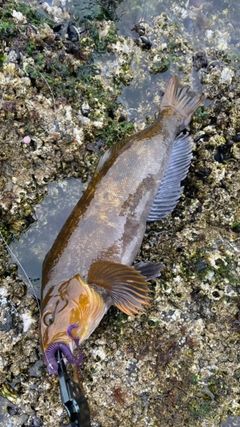 アイナメの釣果