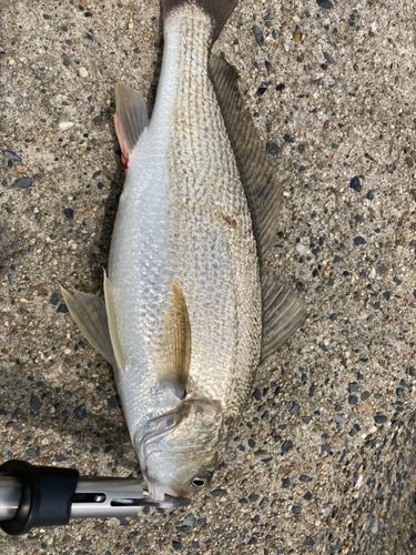 イシモチの釣果