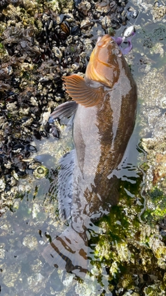 アイナメの釣果