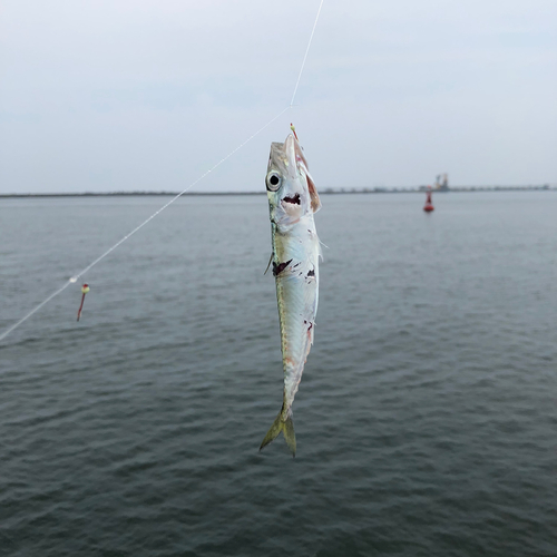 サバの釣果