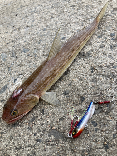 エソの釣果