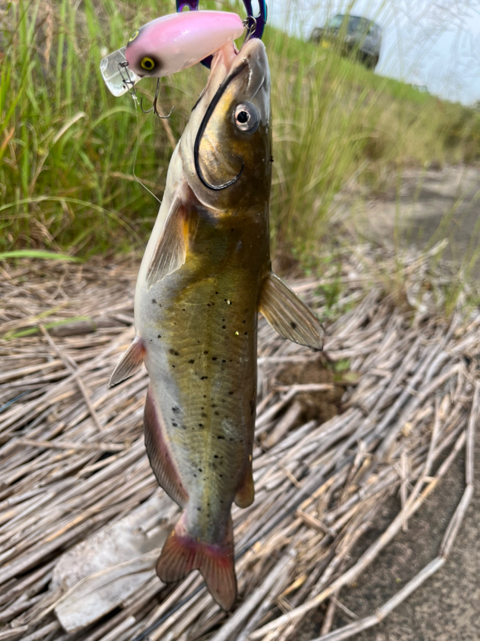 アメリカナマズ