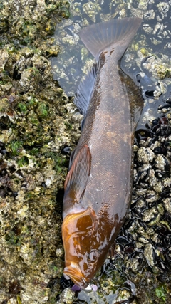 アイナメの釣果