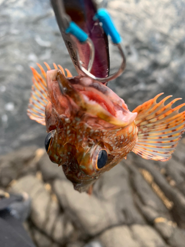 アラカブの釣果