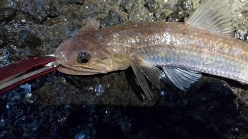 エソの釣果