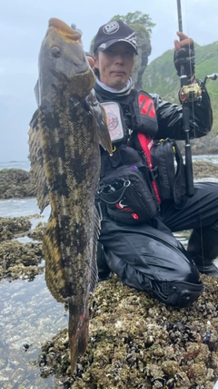 アイナメの釣果