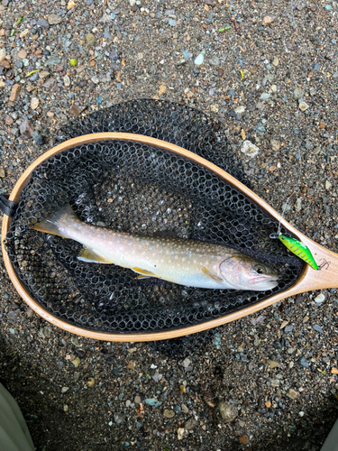 イワナの釣果