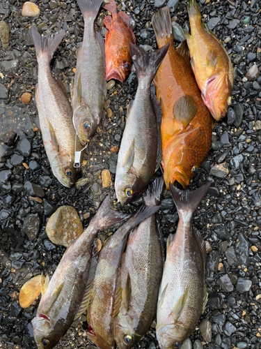 イサキの釣果