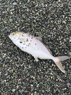 ショゴの釣果