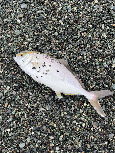 ショゴの釣果