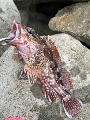 カサゴの釣果