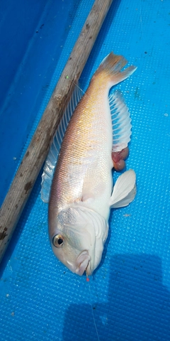 シロアマダイの釣果